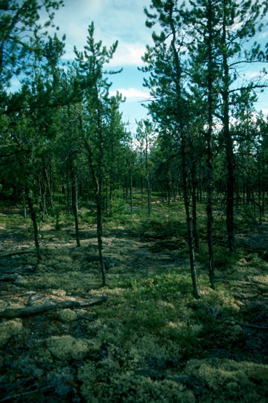 Treed rock