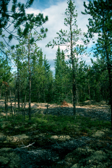 Treed rock