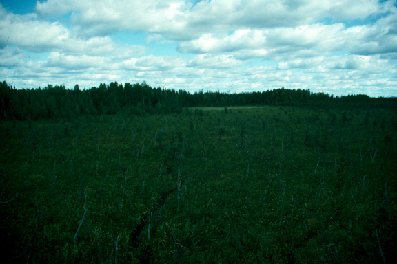 NSA fen