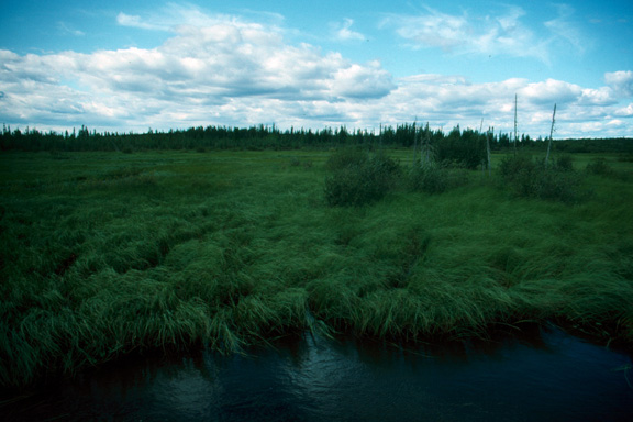 Roadside fen