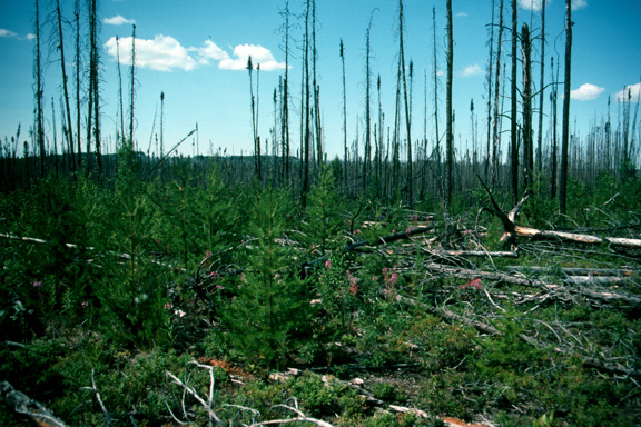 Burned site