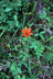 Western red lily