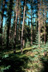 Jack pine & black spruce