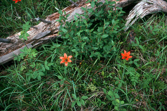 Western red lilies