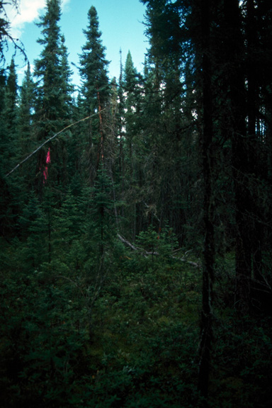 Black spruce & jack pine