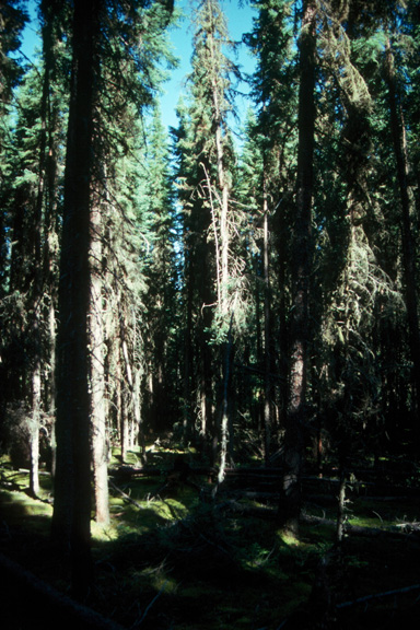 White spruce & black spruce