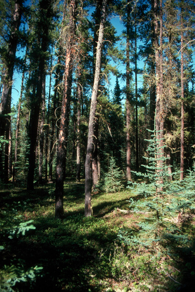 Jack pine & black spruce