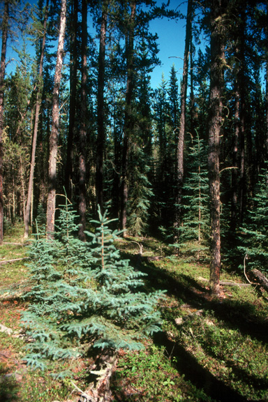 Jack pine & black spruce
