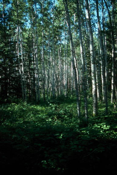 Quaking aspen