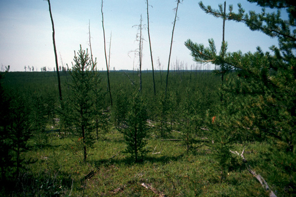 Burned site