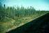 Boreal Forest