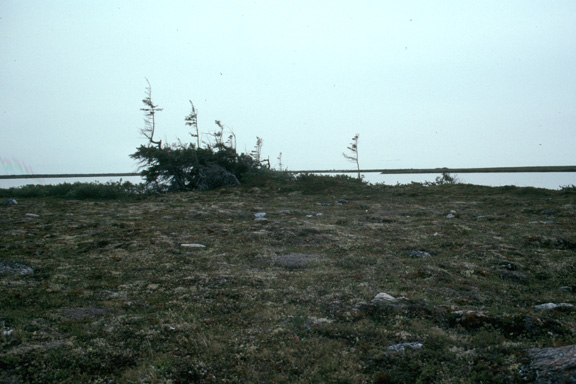 Krummholz