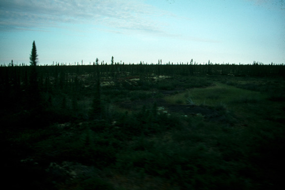 Wetland