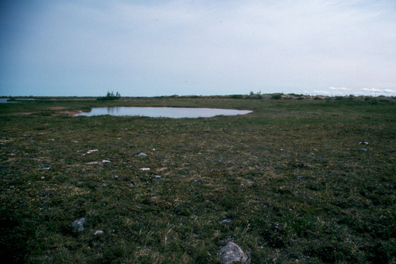 Tundra pond