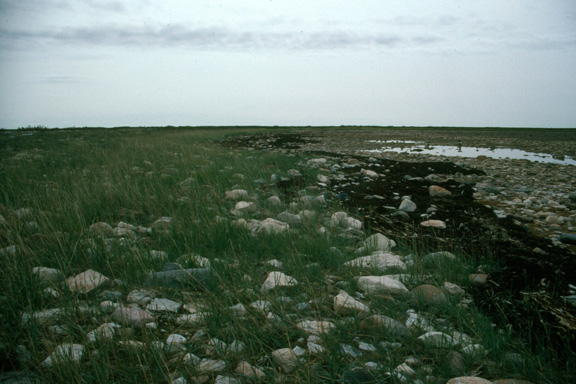Hudson Bay shore