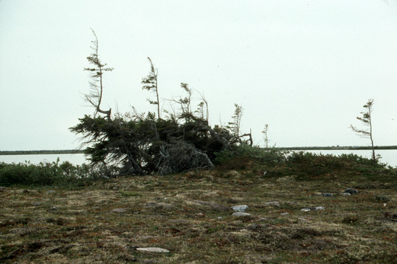 Krummholz