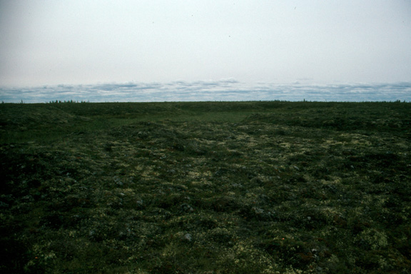 Tundra