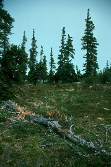 Christmas Lake Esker