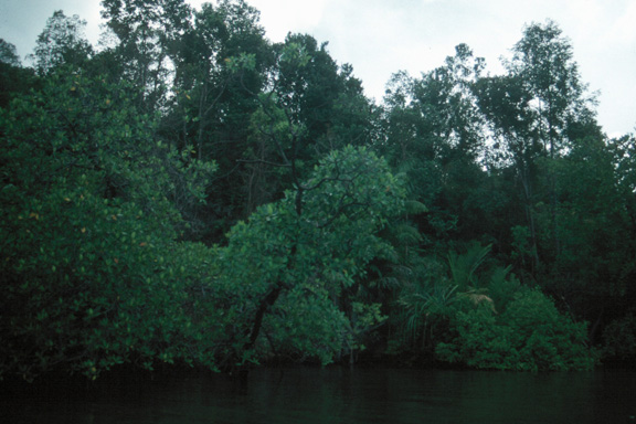 [Mangrove]