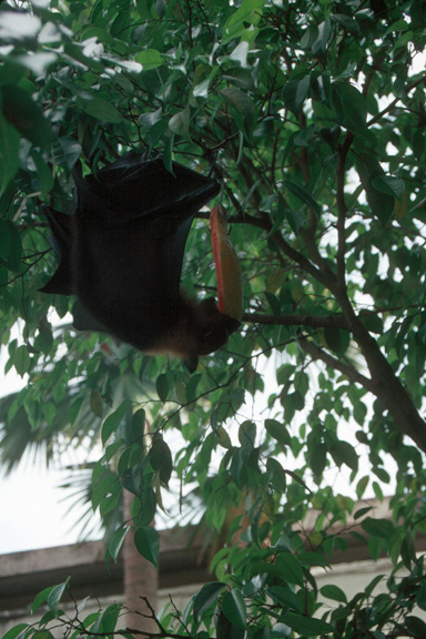Baby flying fox