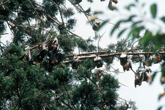 Flying foxes