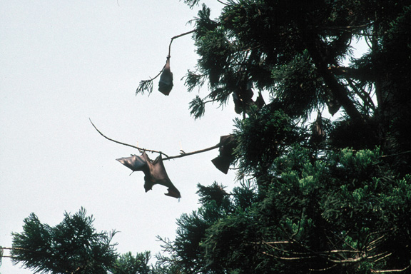 Flying foxes