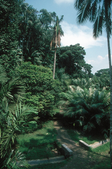 Bogor Botanical Garden