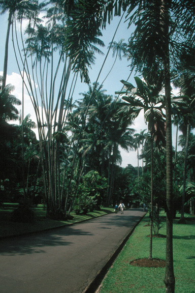 Bogor Botanical Garden