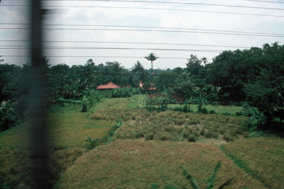 Javanese landscape