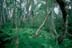 Mauna Loa -- Mesic Forest