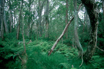 Mauna Loa -- Montane Mesic Forest