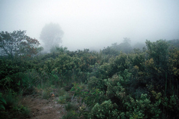 Mauna Loa -- Montane Mesic Shrubland