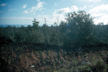 Succession on a Lava Flow